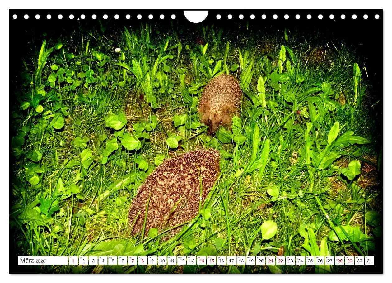 Bild: 9783457325933 | Mein Haus-Igel (Wandkalender 2026 DIN A4 quer), CALVENDO...