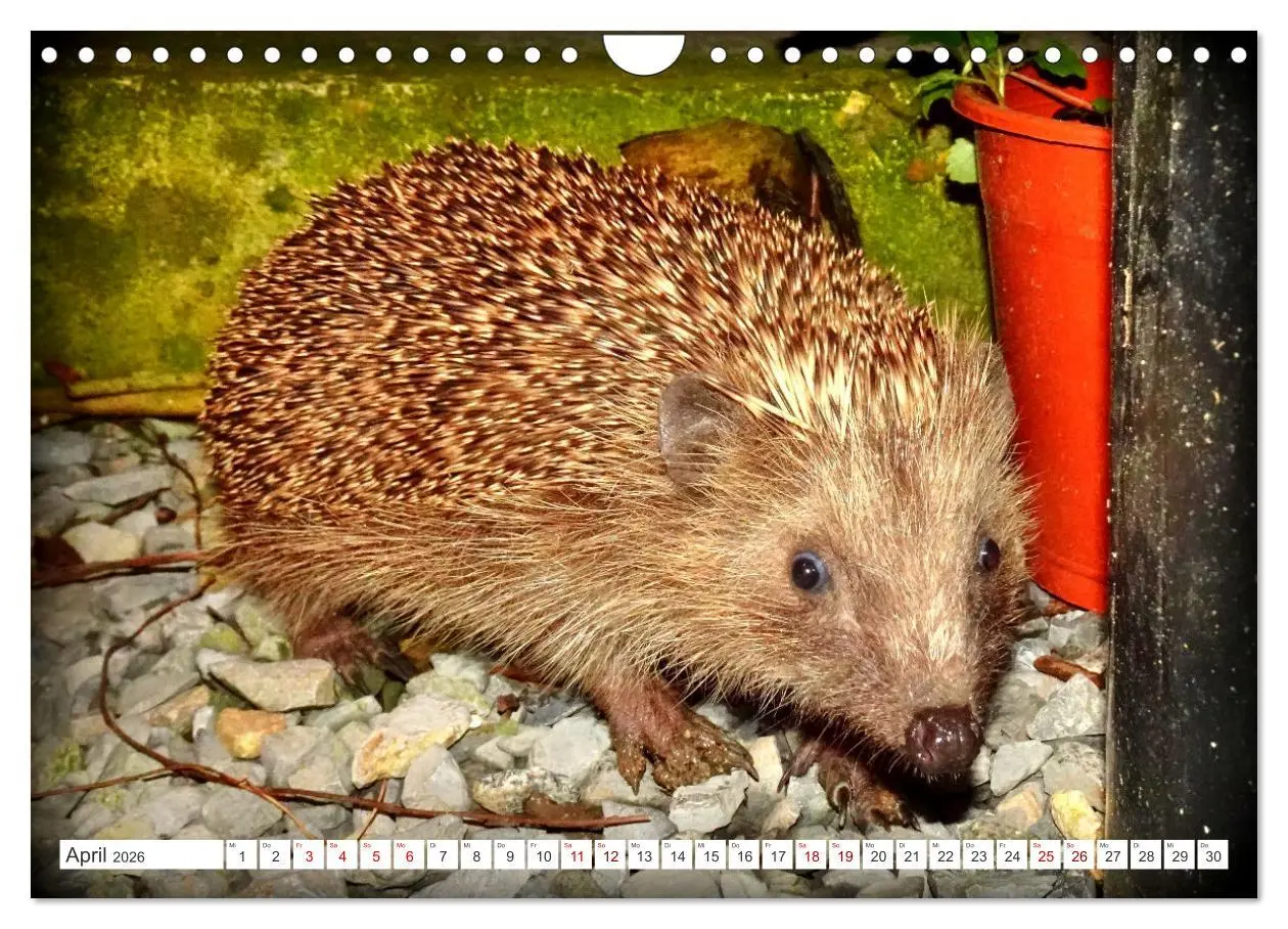 Bild: 9783457325933 | Mein Haus-Igel (Wandkalender 2026 DIN A4 quer), CALVENDO...