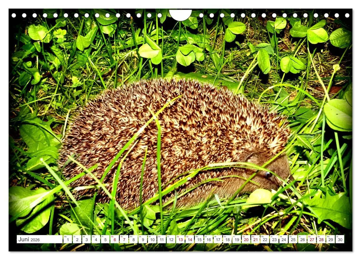 Bild: 9783457325933 | Mein Haus-Igel (Wandkalender 2026 DIN A4 quer), CALVENDO...