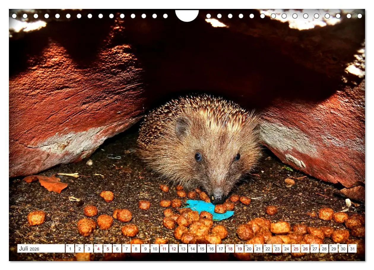 Bild: 9783457325933 | Mein Haus-Igel (Wandkalender 2026 DIN A4 quer), CALVENDO...