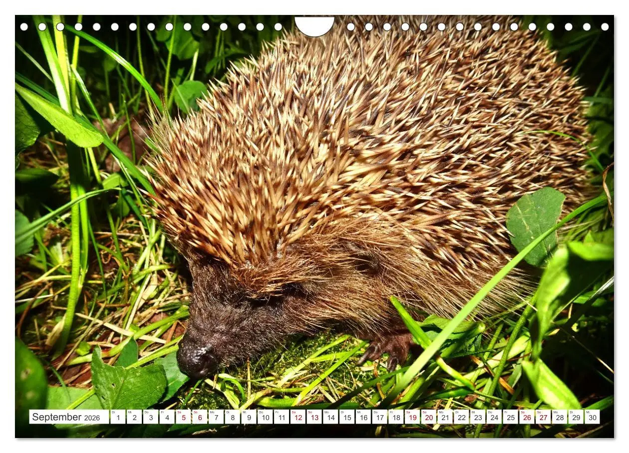 Bild: 9783457325933 | Mein Haus-Igel (Wandkalender 2026 DIN A4 quer), CALVENDO...