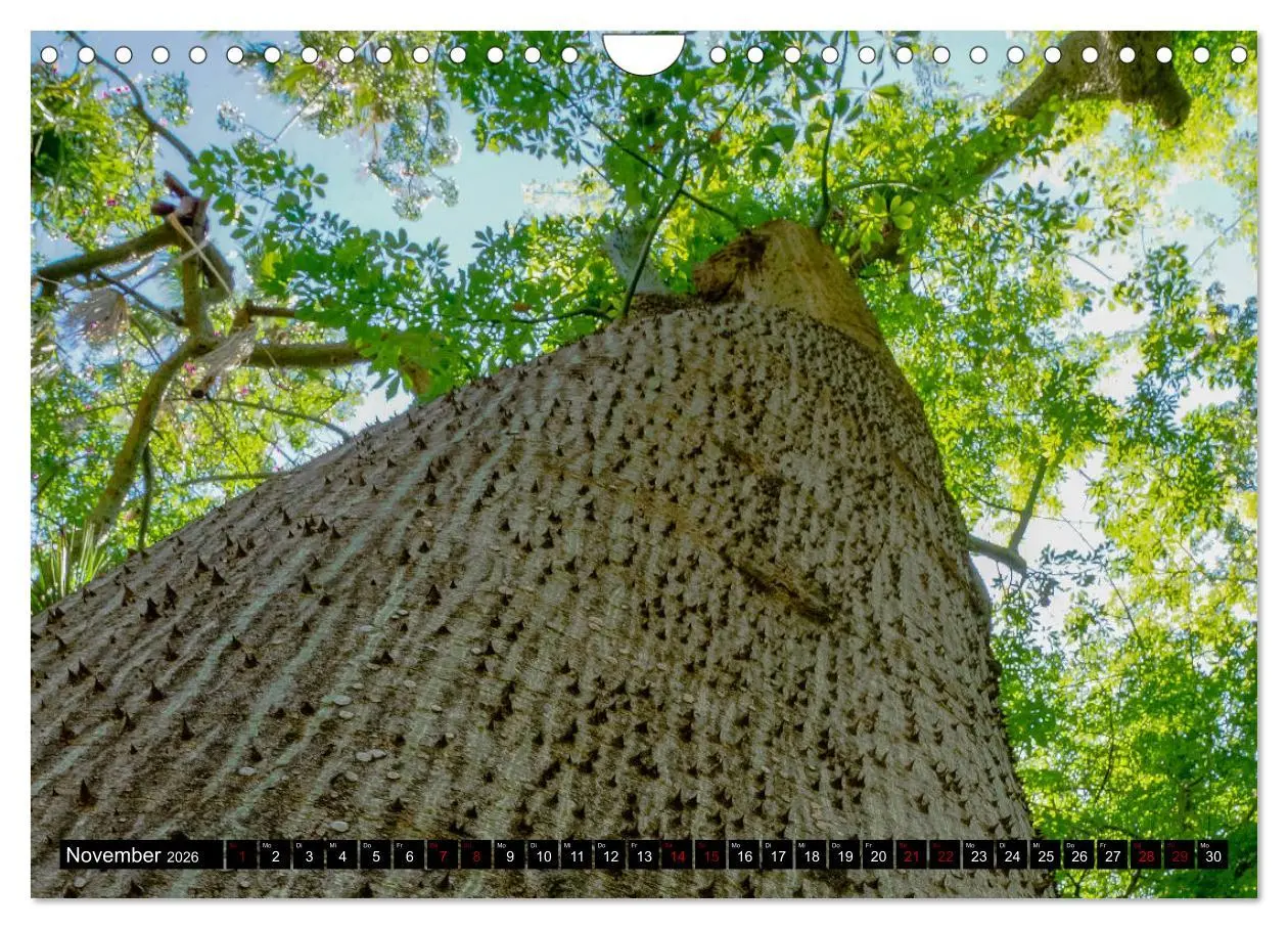 Bild: 9783457875933 | Botanischer Garten Palermo (Wandkalender 2026 DIN A4 quer),...