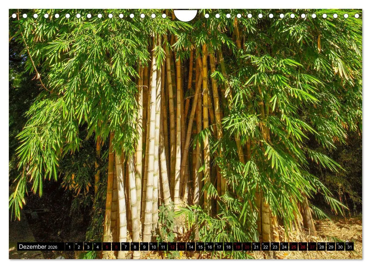 Bild: 9783457875933 | Botanischer Garten Palermo (Wandkalender 2026 DIN A4 quer),...