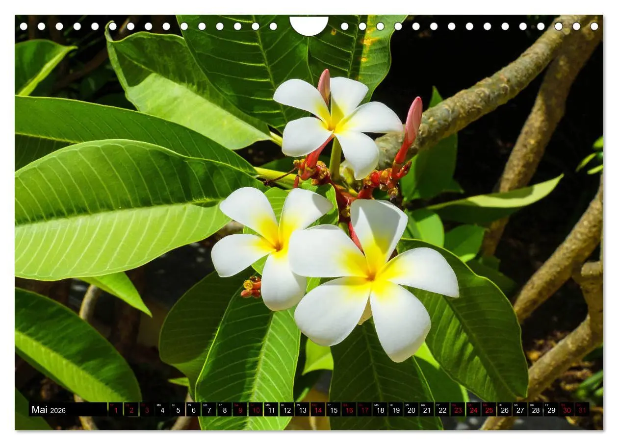 Bild: 9783457875933 | Botanischer Garten Palermo (Wandkalender 2026 DIN A4 quer),...