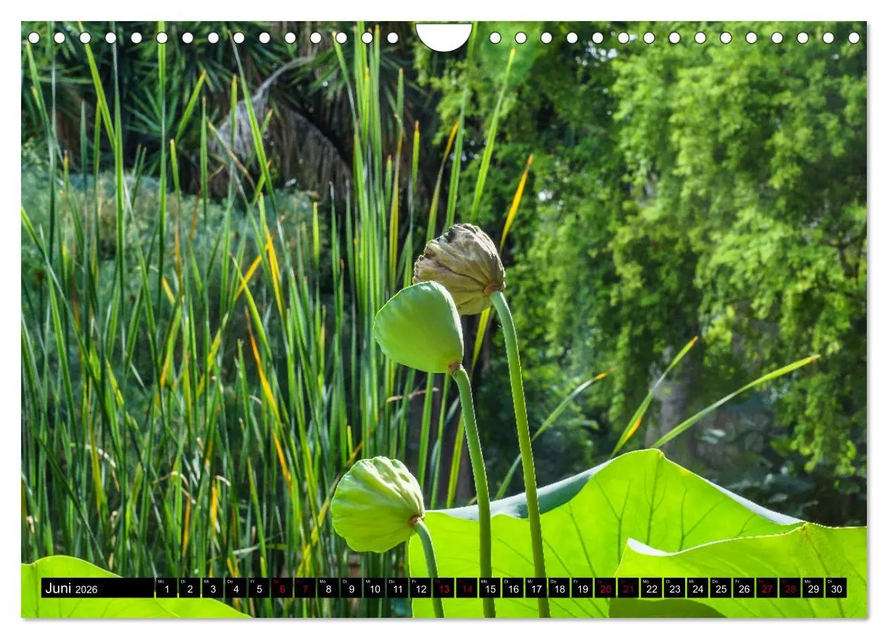 Bild: 9783457875933 | Botanischer Garten Palermo (Wandkalender 2026 DIN A4 quer),...