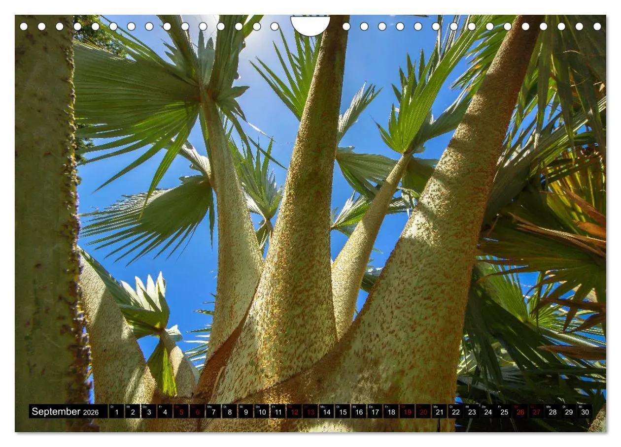 Bild: 9783457875933 | Botanischer Garten Palermo (Wandkalender 2026 DIN A4 quer),...