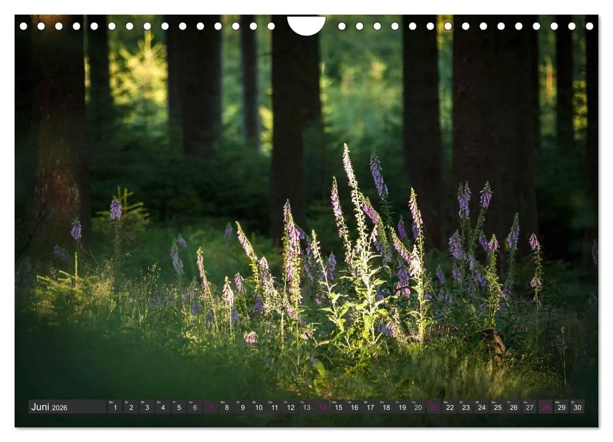 Bild: 9783516035933 | Unterwegs im Hunsrück (Wandkalender 2026 DIN A4 quer), CALVENDO...