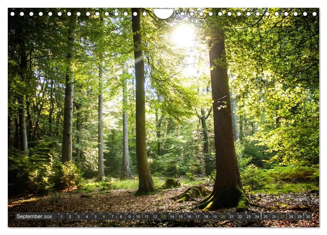Bild: 9783516035933 | Unterwegs im Hunsrück (Wandkalender 2026 DIN A4 quer), CALVENDO...