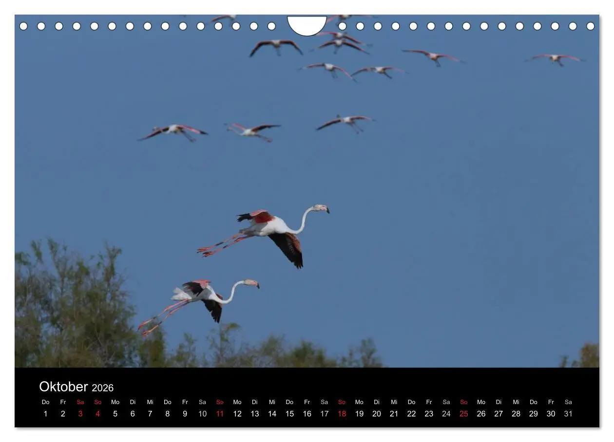 Bild: 9783516105933 | Flamingos der Camargue 2026 (Wandkalender 2026 DIN A4 quer),...