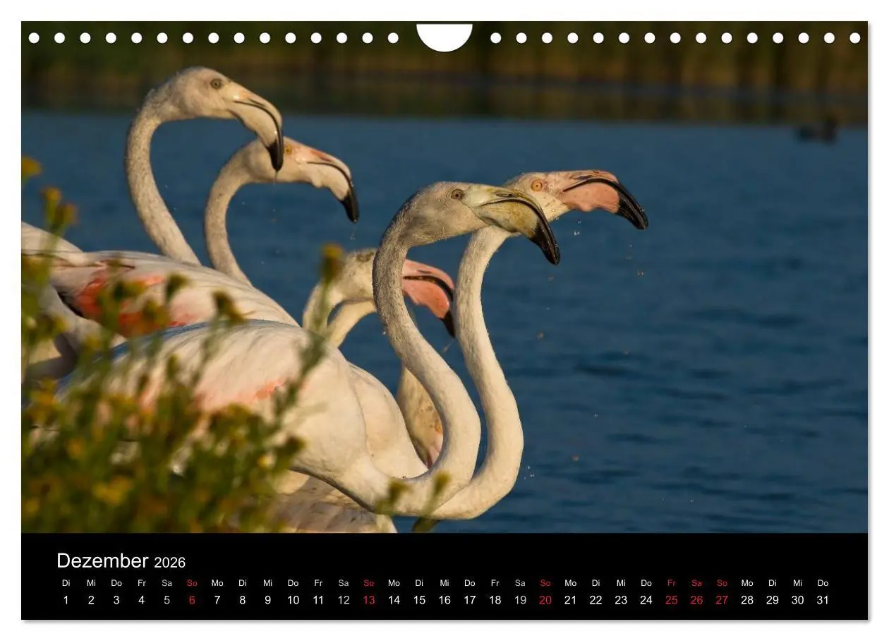 Bild: 9783516105933 | Flamingos der Camargue 2026 (Wandkalender 2026 DIN A4 quer),...