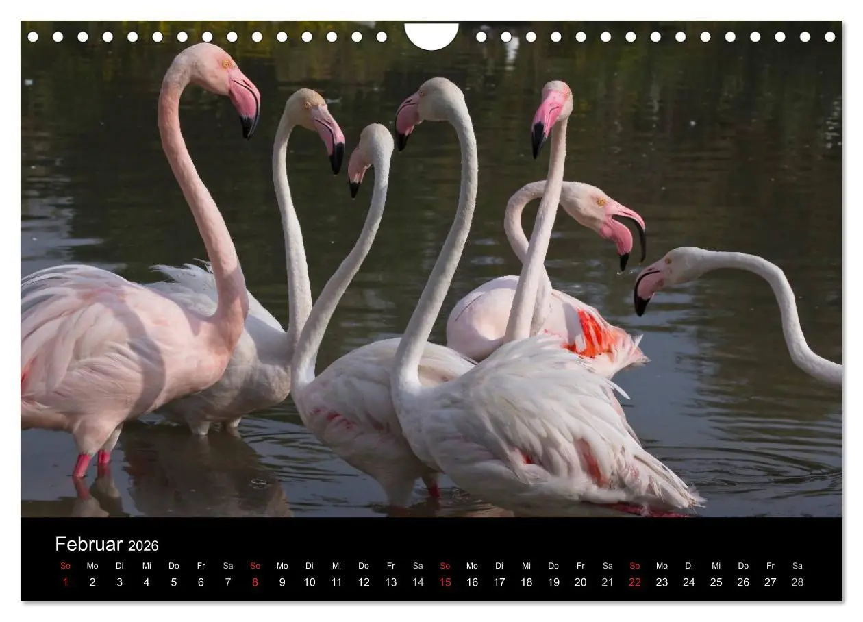 Bild: 9783516105933 | Flamingos der Camargue 2026 (Wandkalender 2026 DIN A4 quer),...