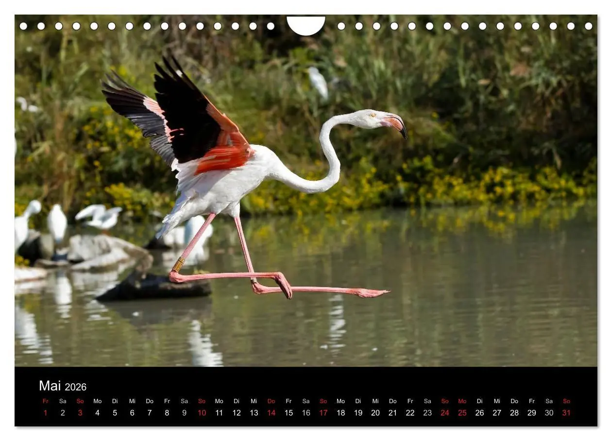 Bild: 9783516105933 | Flamingos der Camargue 2026 (Wandkalender 2026 DIN A4 quer),...