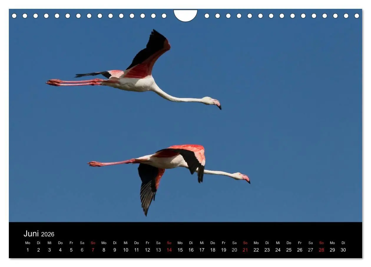 Bild: 9783516105933 | Flamingos der Camargue 2026 (Wandkalender 2026 DIN A4 quer),...