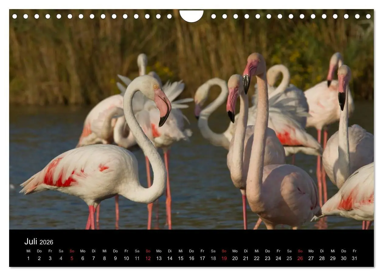 Bild: 9783516105933 | Flamingos der Camargue 2026 (Wandkalender 2026 DIN A4 quer),...