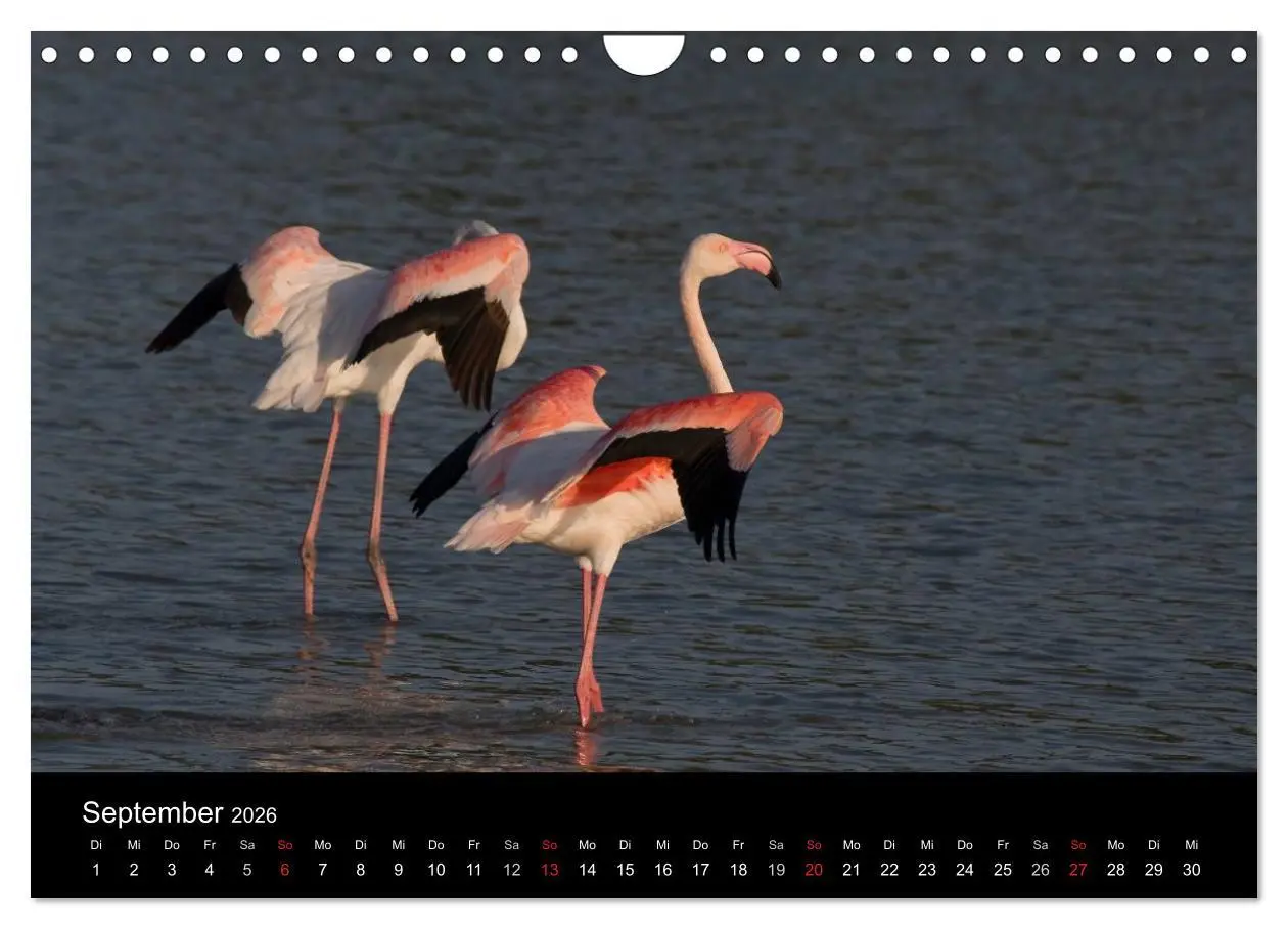 Bild: 9783516105933 | Flamingos der Camargue 2026 (Wandkalender 2026 DIN A4 quer),...