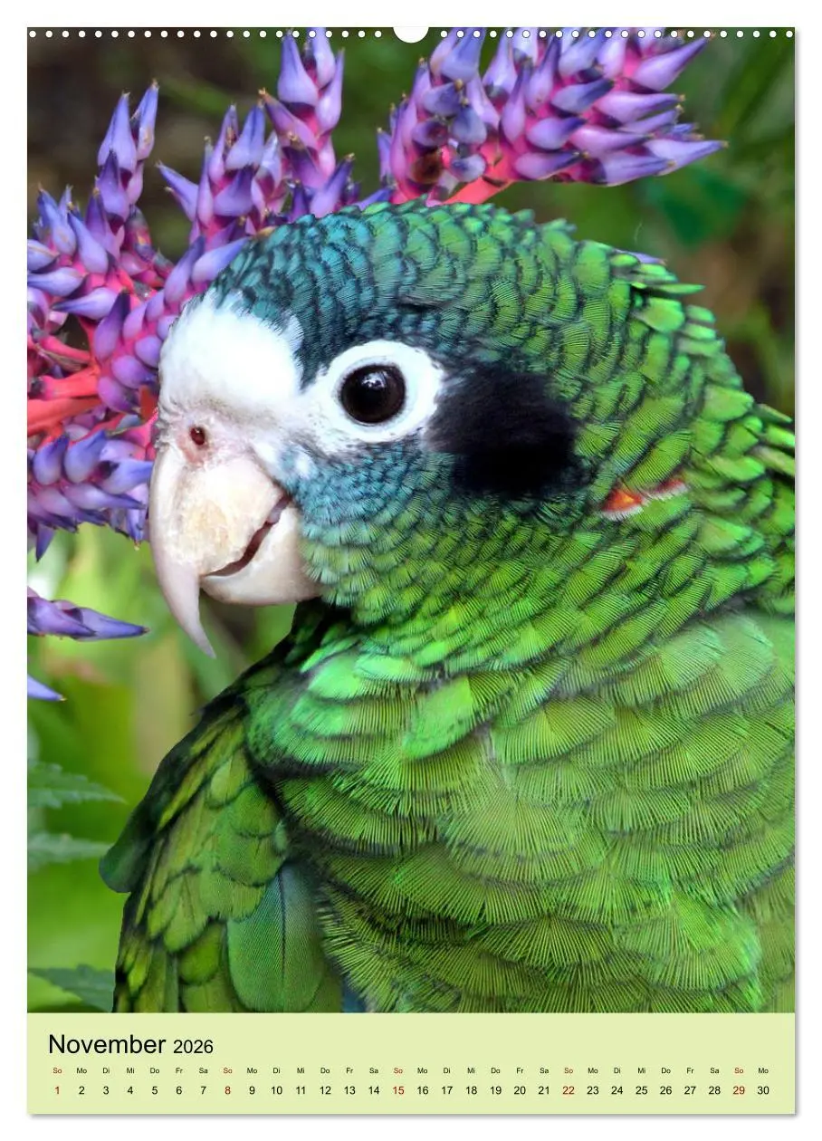 Bild: 9783516345933 | Die bunte Vielfalt Südamerikas - Aras, Amazonen und Sittiche im...