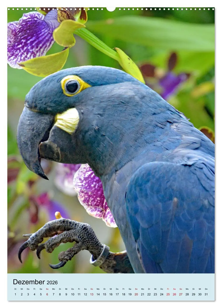 Bild: 9783516345933 | Die bunte Vielfalt Südamerikas - Aras, Amazonen und Sittiche im...