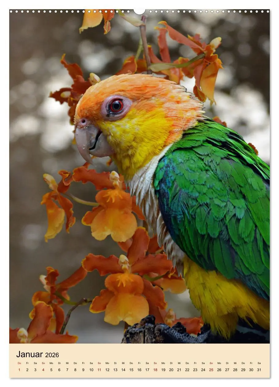 Bild: 9783516345933 | Die bunte Vielfalt Südamerikas - Aras, Amazonen und Sittiche im...