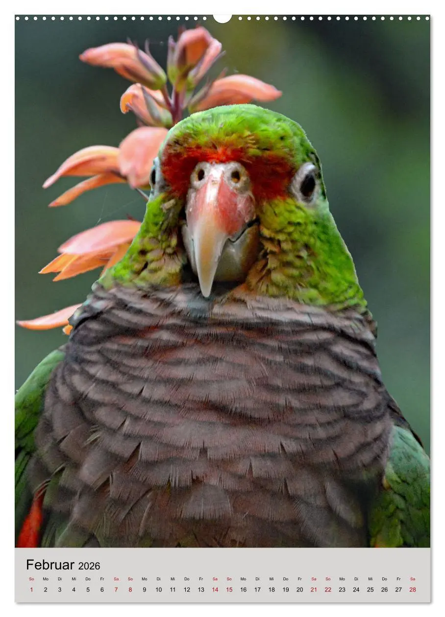 Bild: 9783516345933 | Die bunte Vielfalt Südamerikas - Aras, Amazonen und Sittiche im...