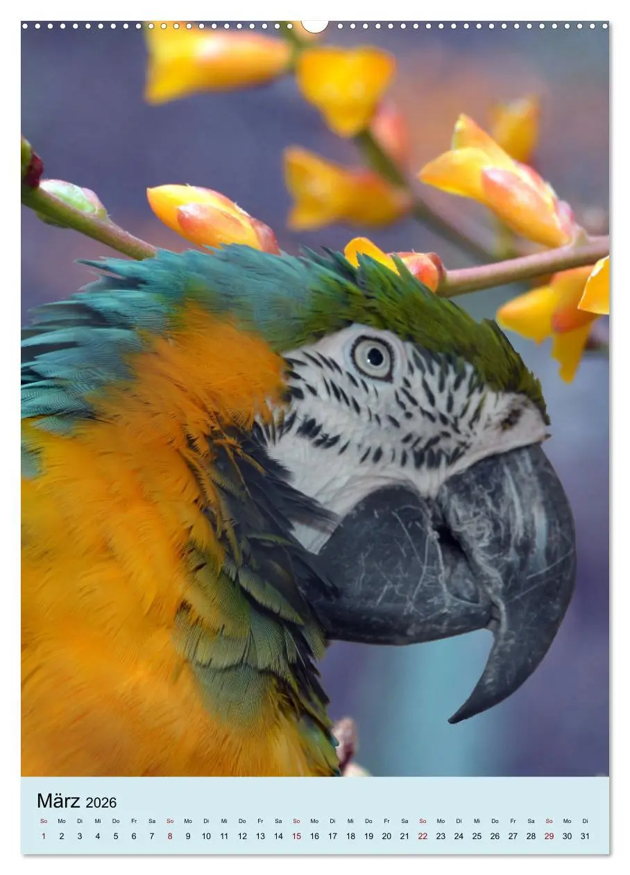 Bild: 9783516345933 | Die bunte Vielfalt Südamerikas - Aras, Amazonen und Sittiche im...