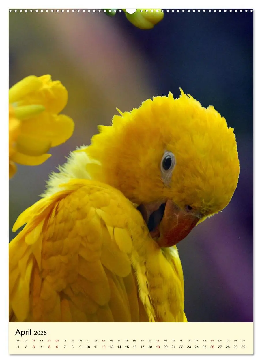 Bild: 9783516345933 | Die bunte Vielfalt Südamerikas - Aras, Amazonen und Sittiche im...