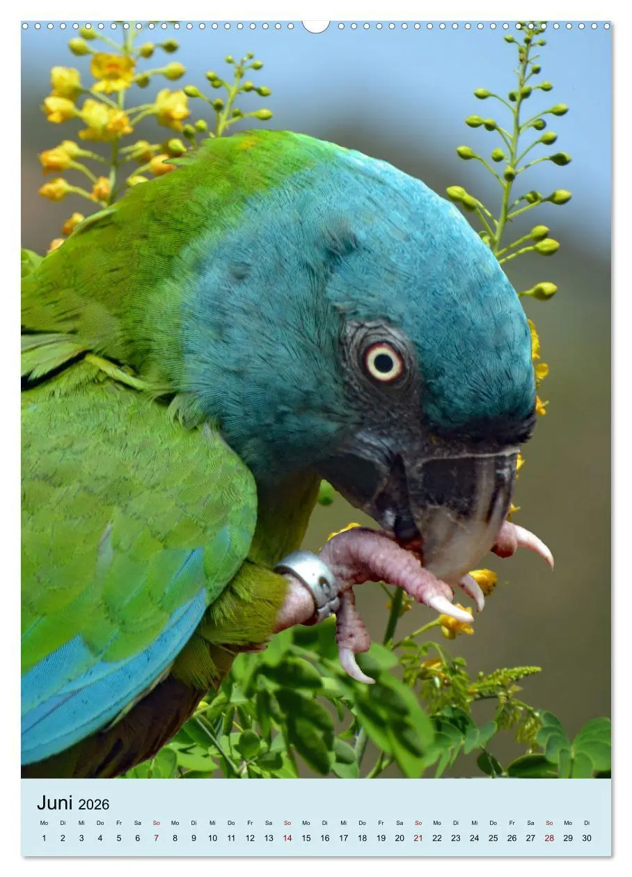 Bild: 9783516345933 | Die bunte Vielfalt Südamerikas - Aras, Amazonen und Sittiche im...