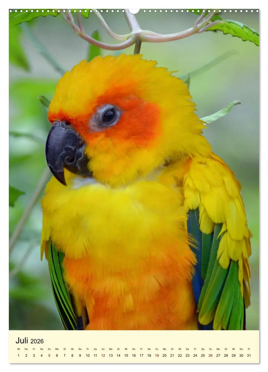 Bild: 9783516345933 | Die bunte Vielfalt Südamerikas - Aras, Amazonen und Sittiche im...