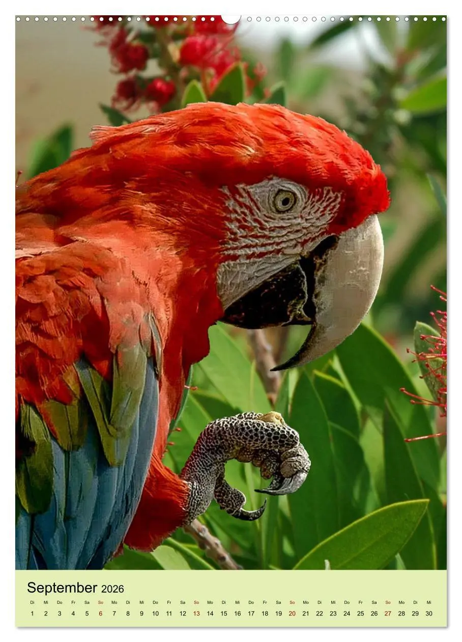 Bild: 9783516345933 | Die bunte Vielfalt Südamerikas - Aras, Amazonen und Sittiche im...