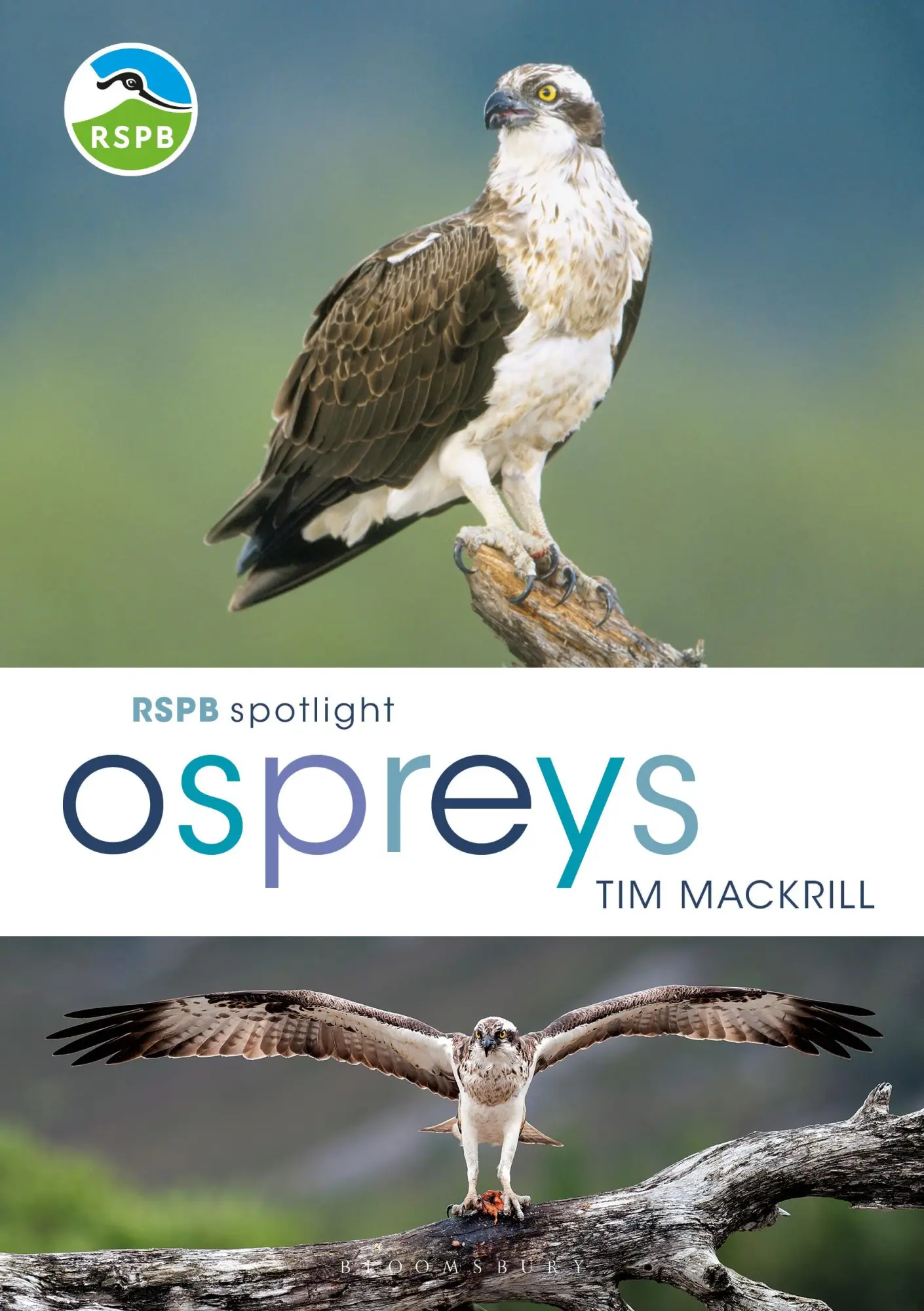 Cover: 9781472956033 | Rspb Spotlight Osprey | Tim Mackrill | Taschenbuch | Englisch | 2019