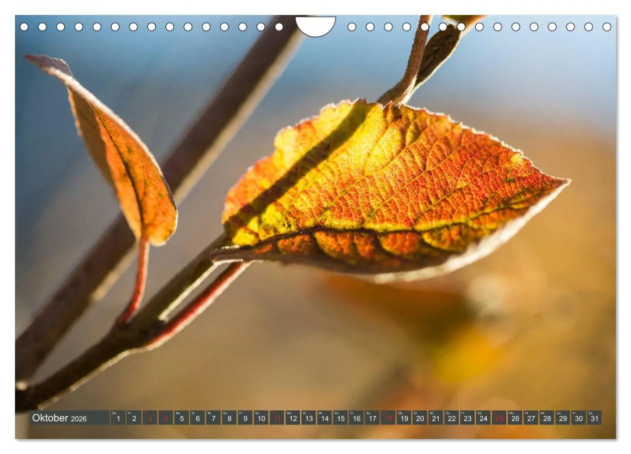 Bild: 9783457906033 | Die Natur hautnah (Wandkalender 2026 DIN A4 quer), CALVENDO...