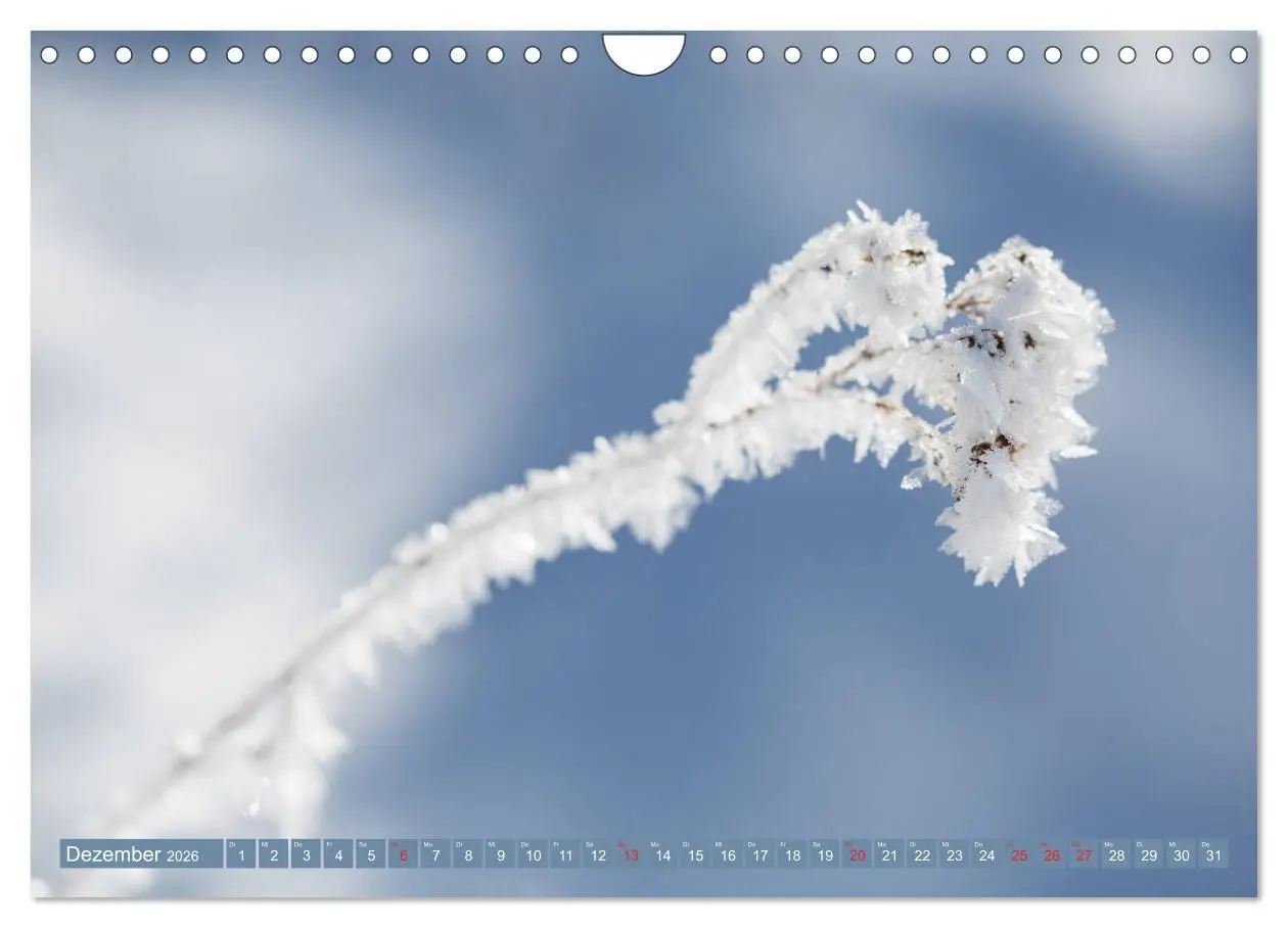 Bild: 9783457906033 | Die Natur hautnah (Wandkalender 2026 DIN A4 quer), CALVENDO...