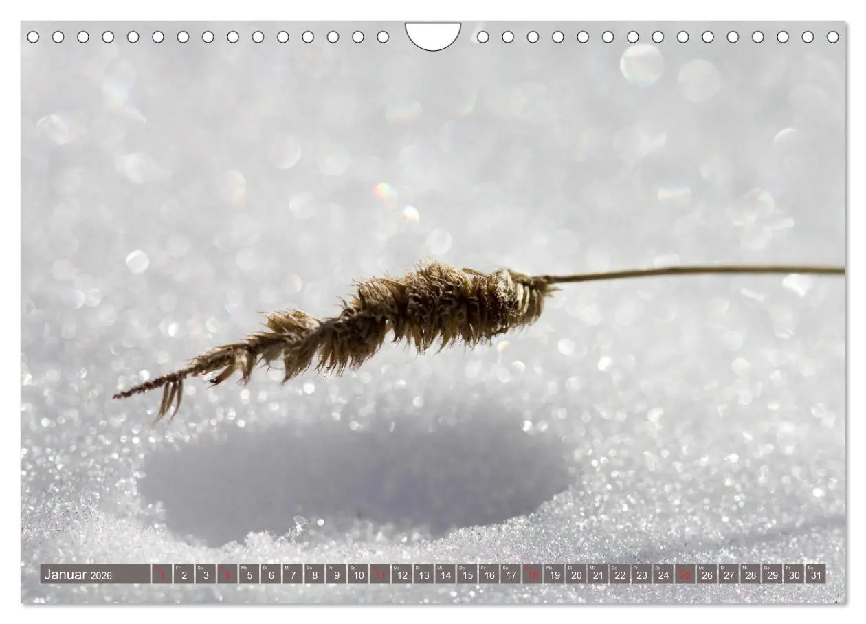Bild: 9783457906033 | Die Natur hautnah (Wandkalender 2026 DIN A4 quer), CALVENDO...