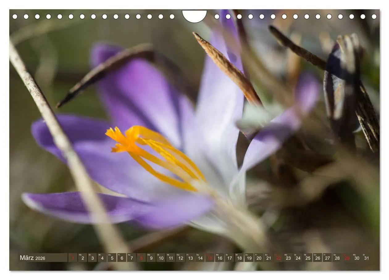 Bild: 9783457906033 | Die Natur hautnah (Wandkalender 2026 DIN A4 quer), CALVENDO...
