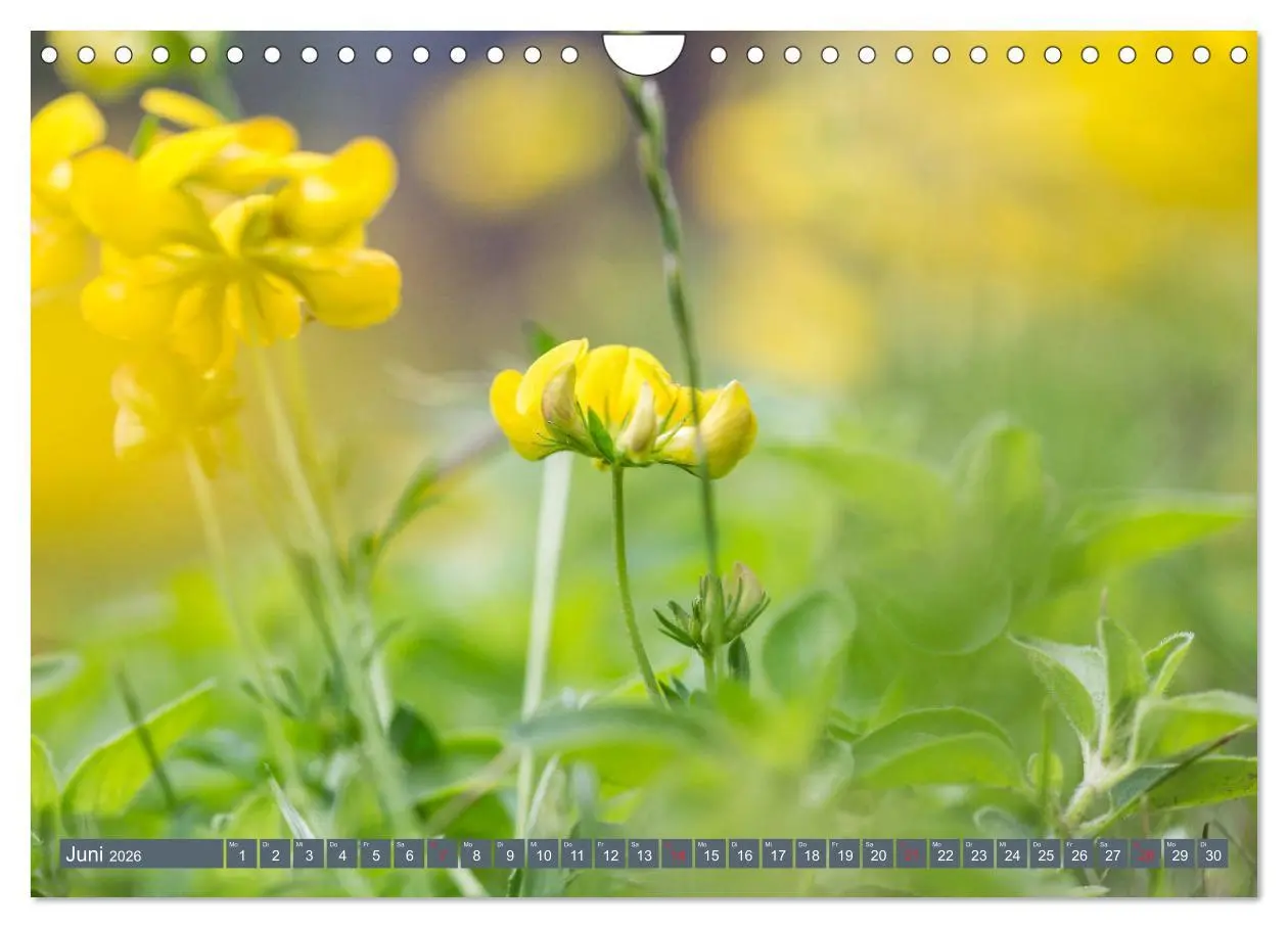 Bild: 9783457906033 | Die Natur hautnah (Wandkalender 2026 DIN A4 quer), CALVENDO...