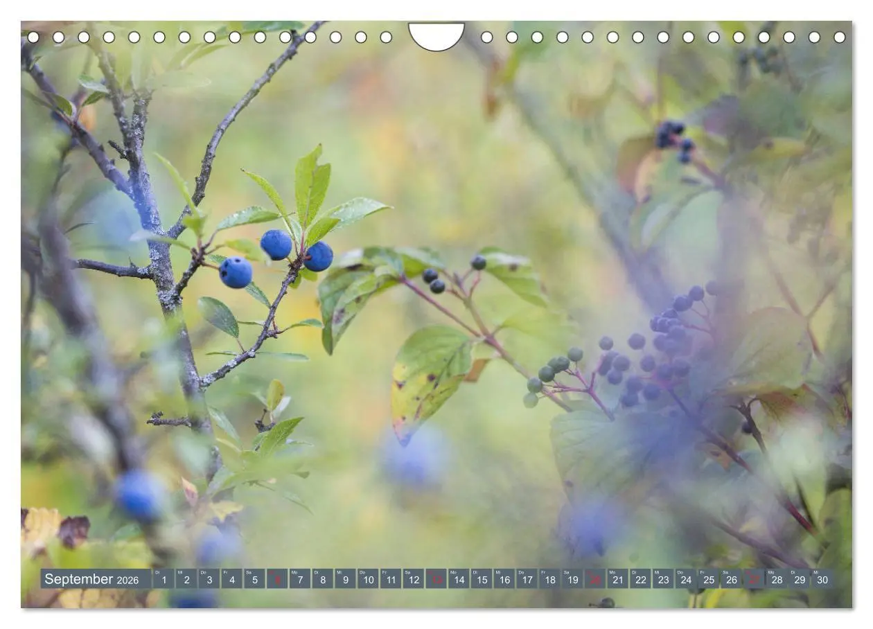 Bild: 9783457906033 | Die Natur hautnah (Wandkalender 2026 DIN A4 quer), CALVENDO...