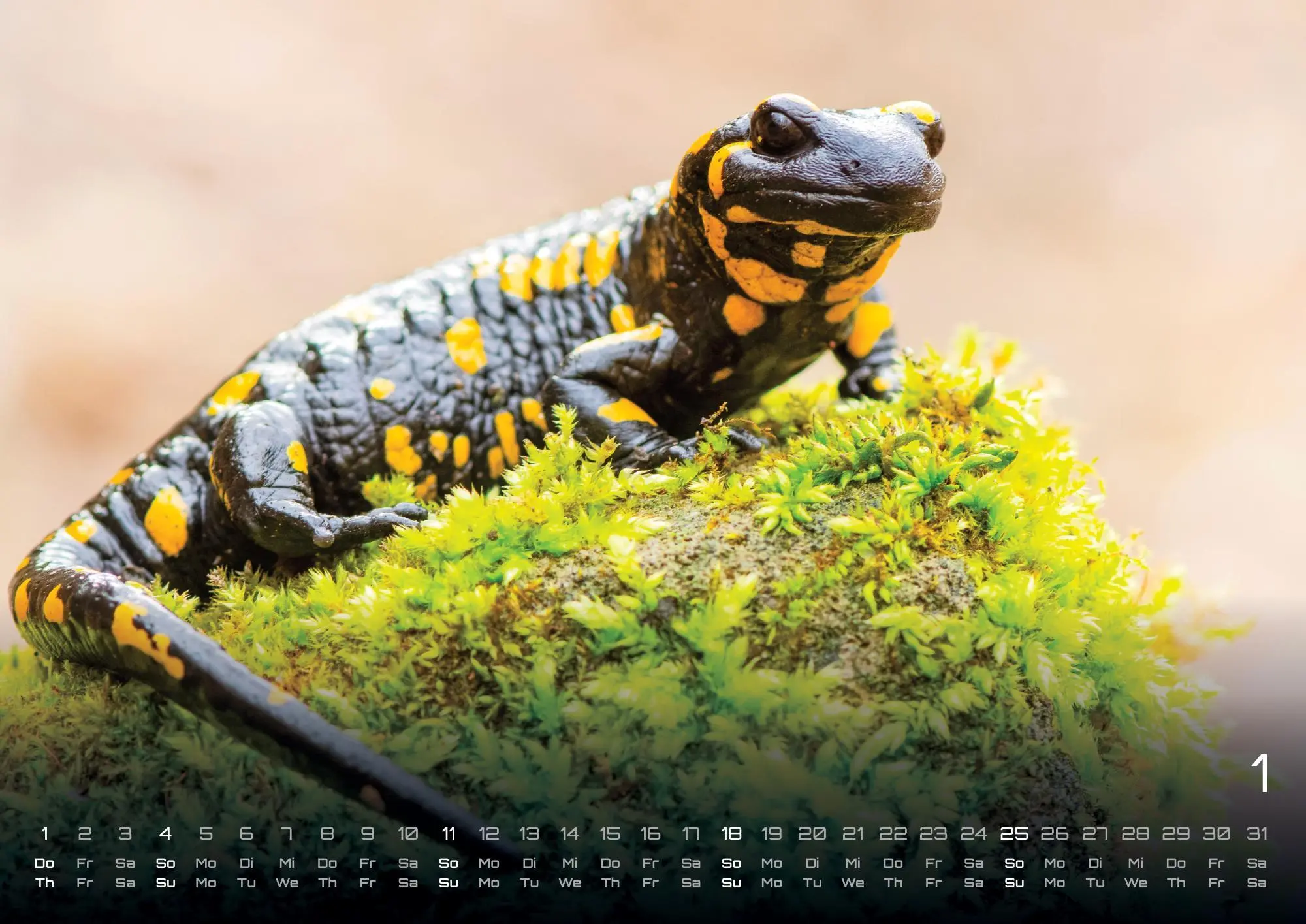 Bild: 9783986736033 | Waldtiere - Heimische Waldbewohner - Der Tierkalender - 2026 -...
