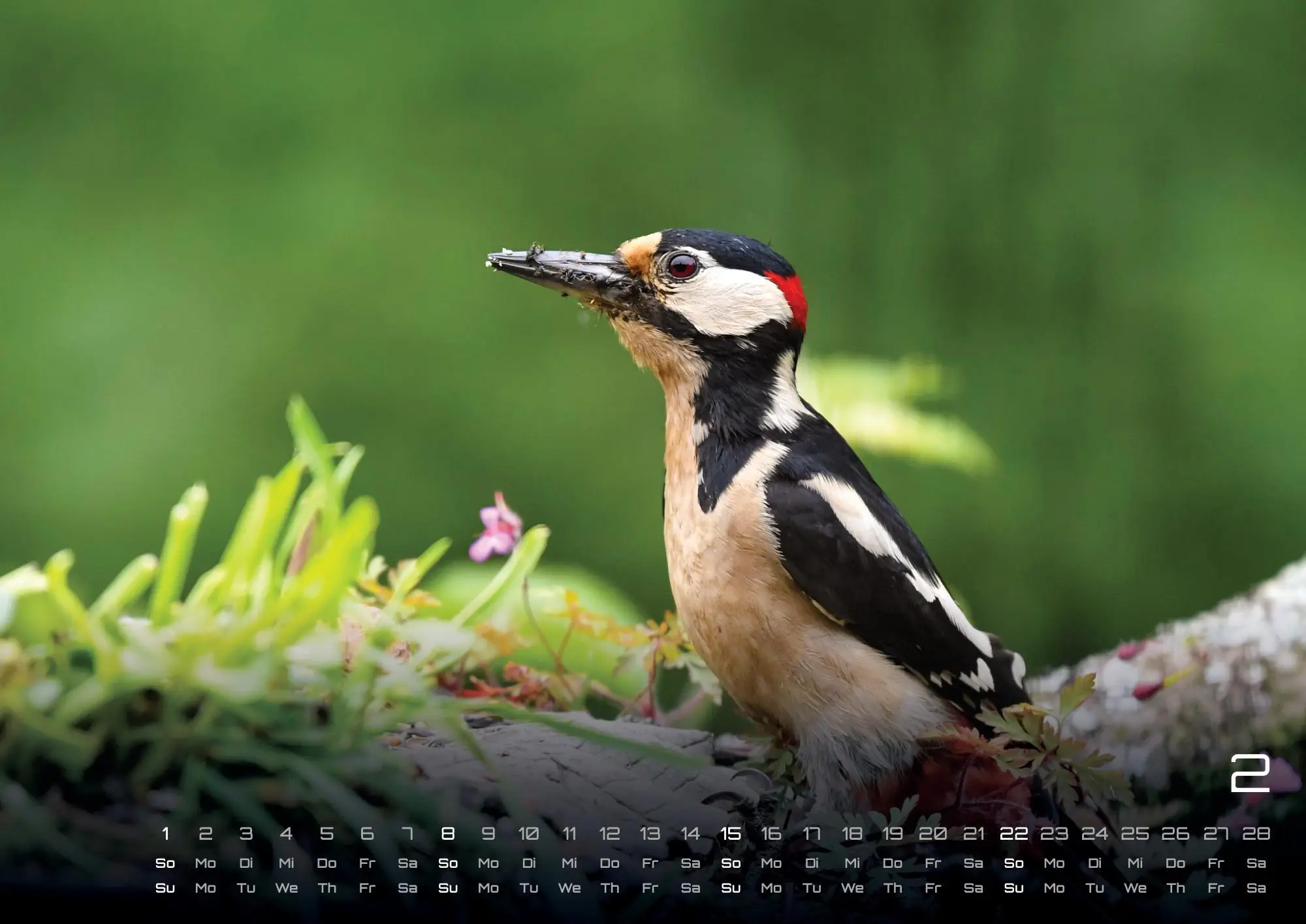 Bild: 9783986736033 | Waldtiere - Heimische Waldbewohner - Der Tierkalender - 2026 -...