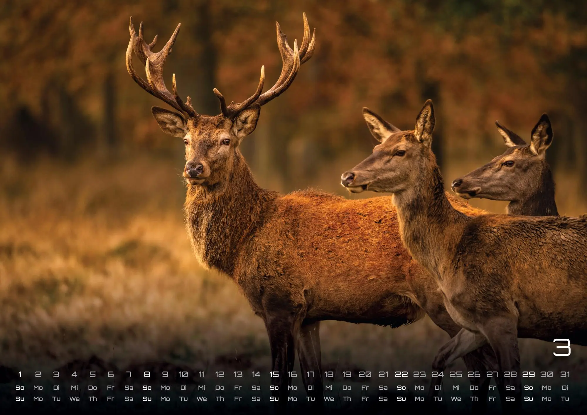 Bild: 9783986736033 | Waldtiere - Heimische Waldbewohner - Der Tierkalender - 2026 -...