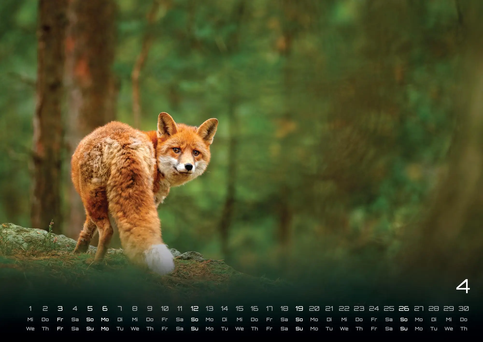 Bild: 9783986736033 | Waldtiere - Heimische Waldbewohner - Der Tierkalender - 2026 -...