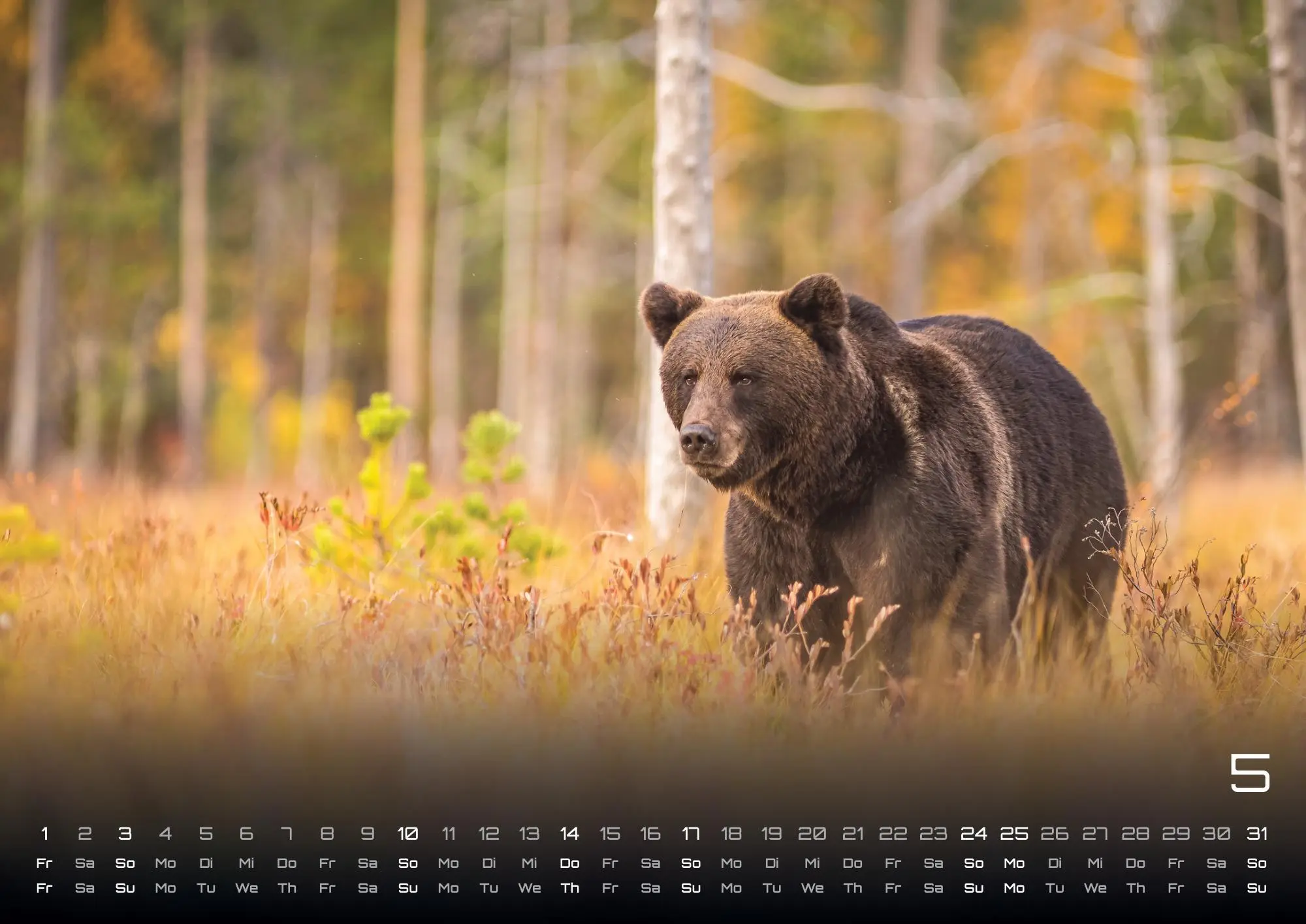 Bild: 9783986736033 | Waldtiere - Heimische Waldbewohner - Der Tierkalender - 2026 -...