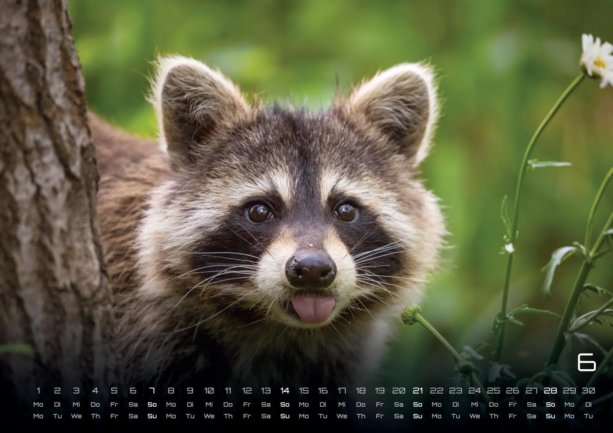 Bild: 9783986736033 | Waldtiere - Heimische Waldbewohner - Der Tierkalender - 2026 -...