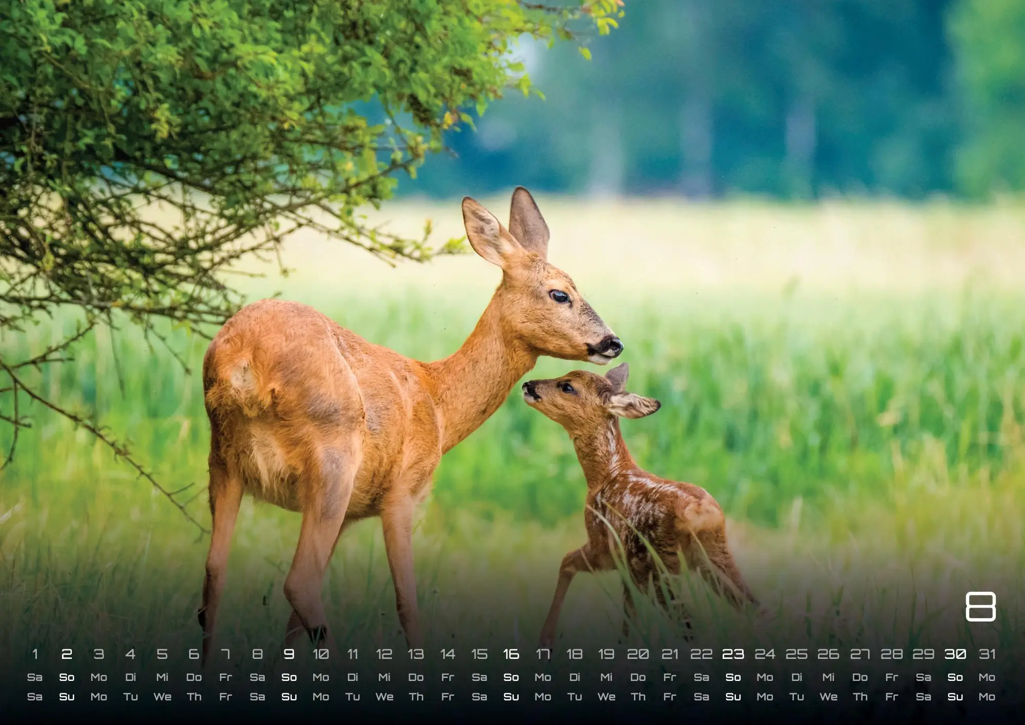 Bild: 9783986736033 | Waldtiere - Heimische Waldbewohner - Der Tierkalender - 2026 -...