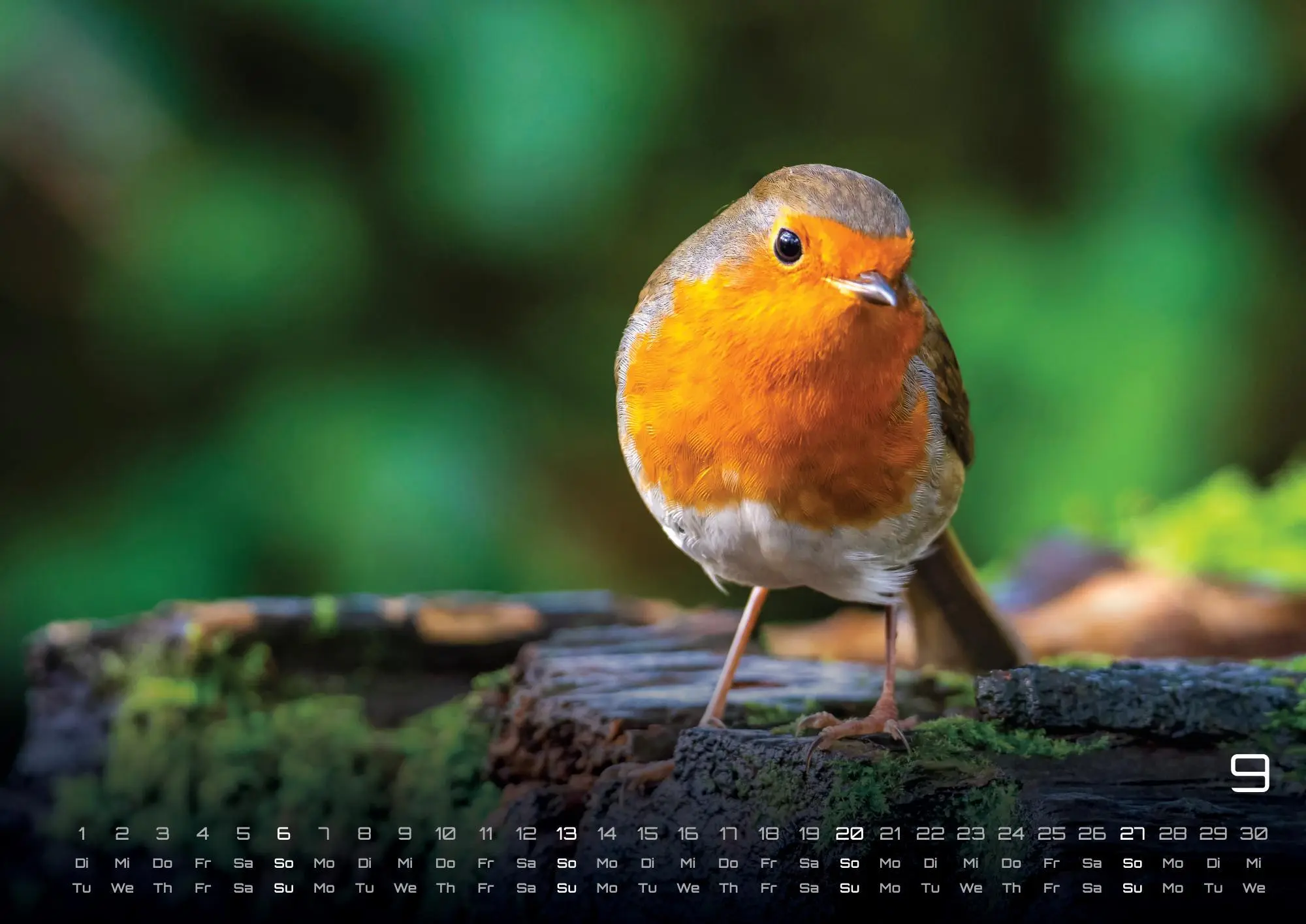 Bild: 9783986736033 | Waldtiere - Heimische Waldbewohner - Der Tierkalender - 2026 -...