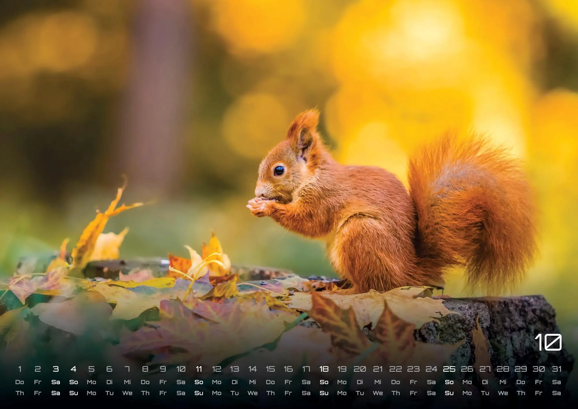 Bild: 9783986736033 | Waldtiere - Heimische Waldbewohner - Der Tierkalender - 2026 -...