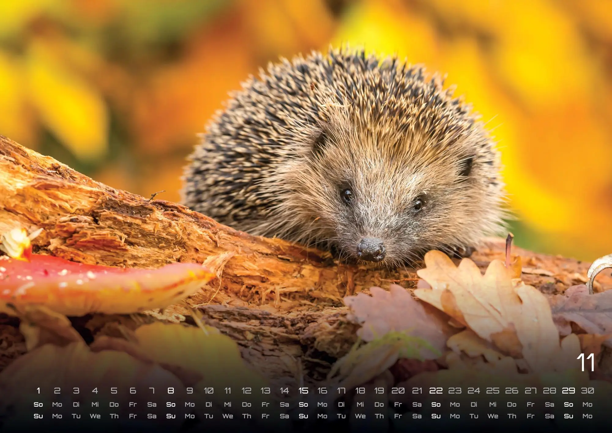 Bild: 9783986736033 | Waldtiere - Heimische Waldbewohner - Der Tierkalender - 2026 -...