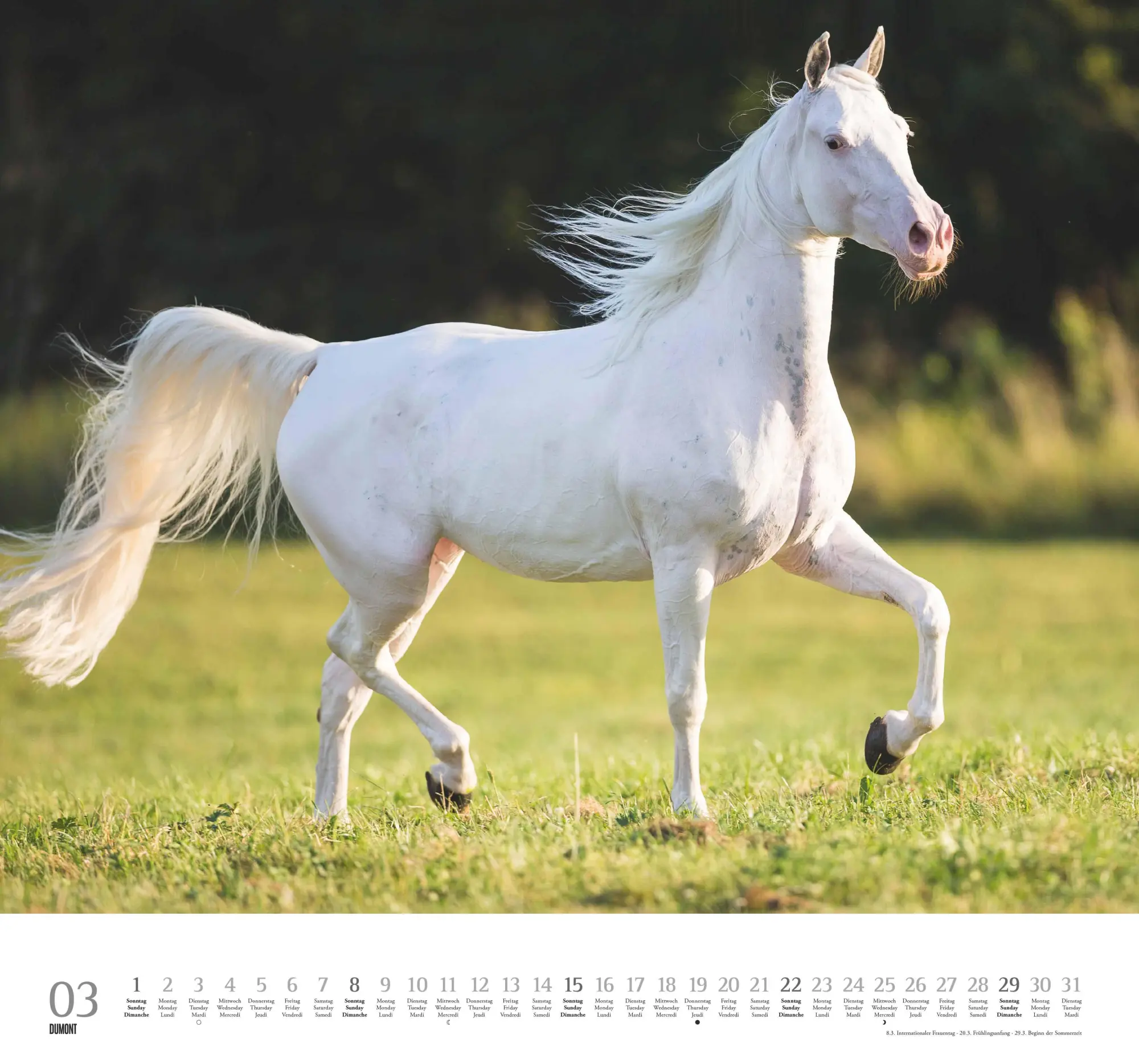 Bild: 4069095006133 | Geliebte Pferde 2026 - DUMONT-Wandkalender - Pferdefotografie von...