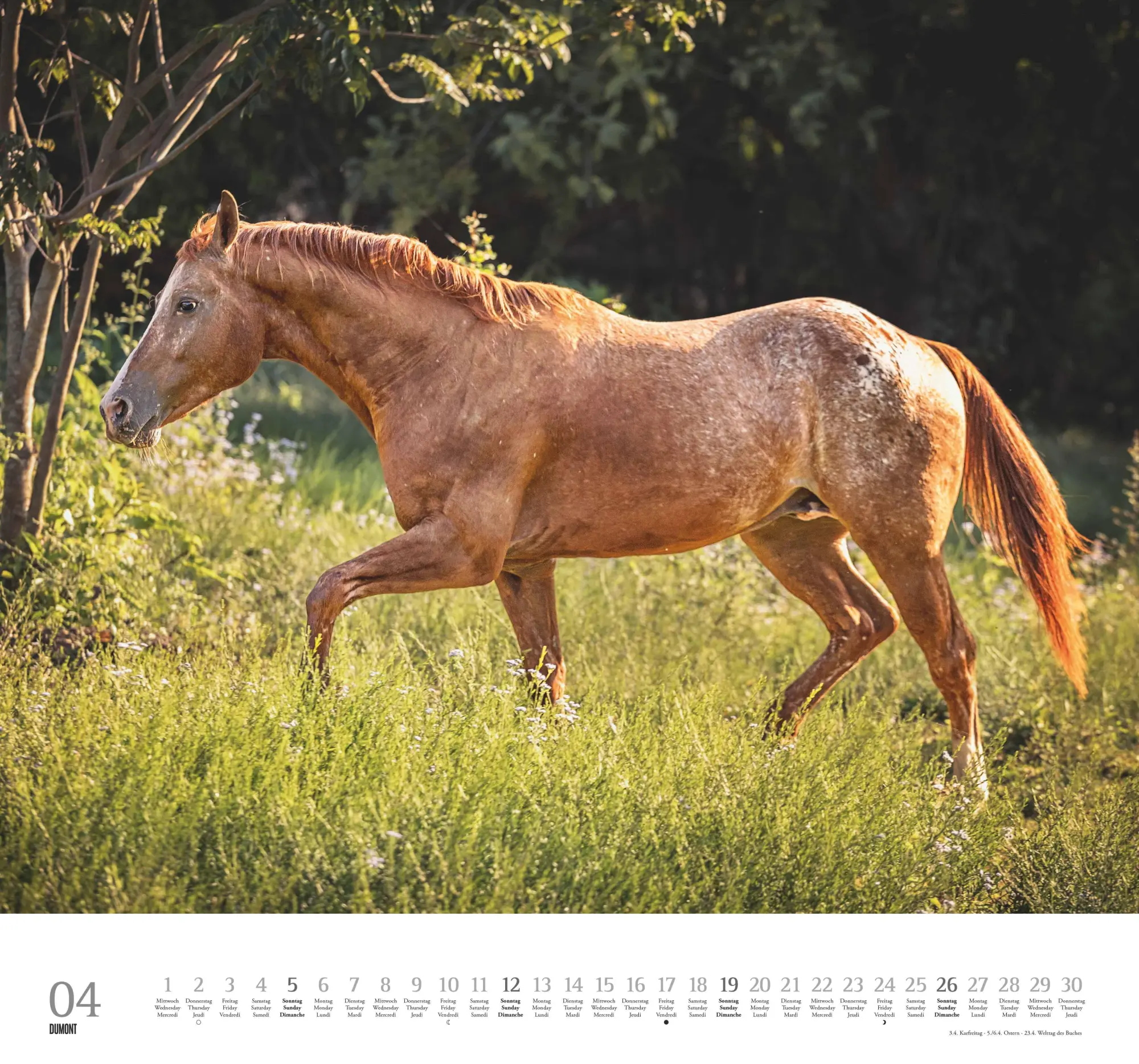 Bild: 4069095006133 | Geliebte Pferde 2026 - DUMONT-Wandkalender - Pferdefotografie von...