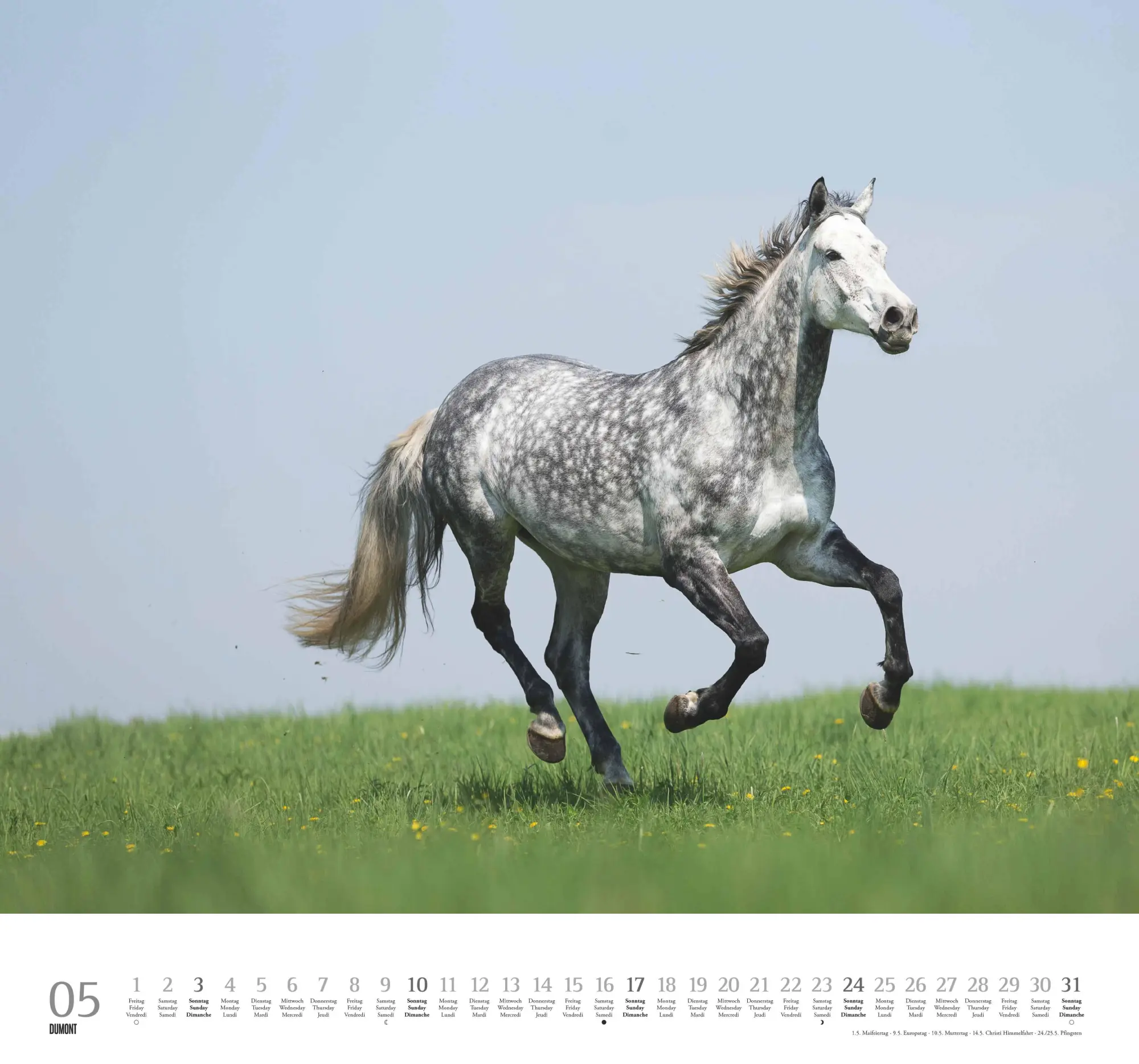 Bild: 4069095006133 | Geliebte Pferde 2026 - DUMONT-Wandkalender - Pferdefotografie von...