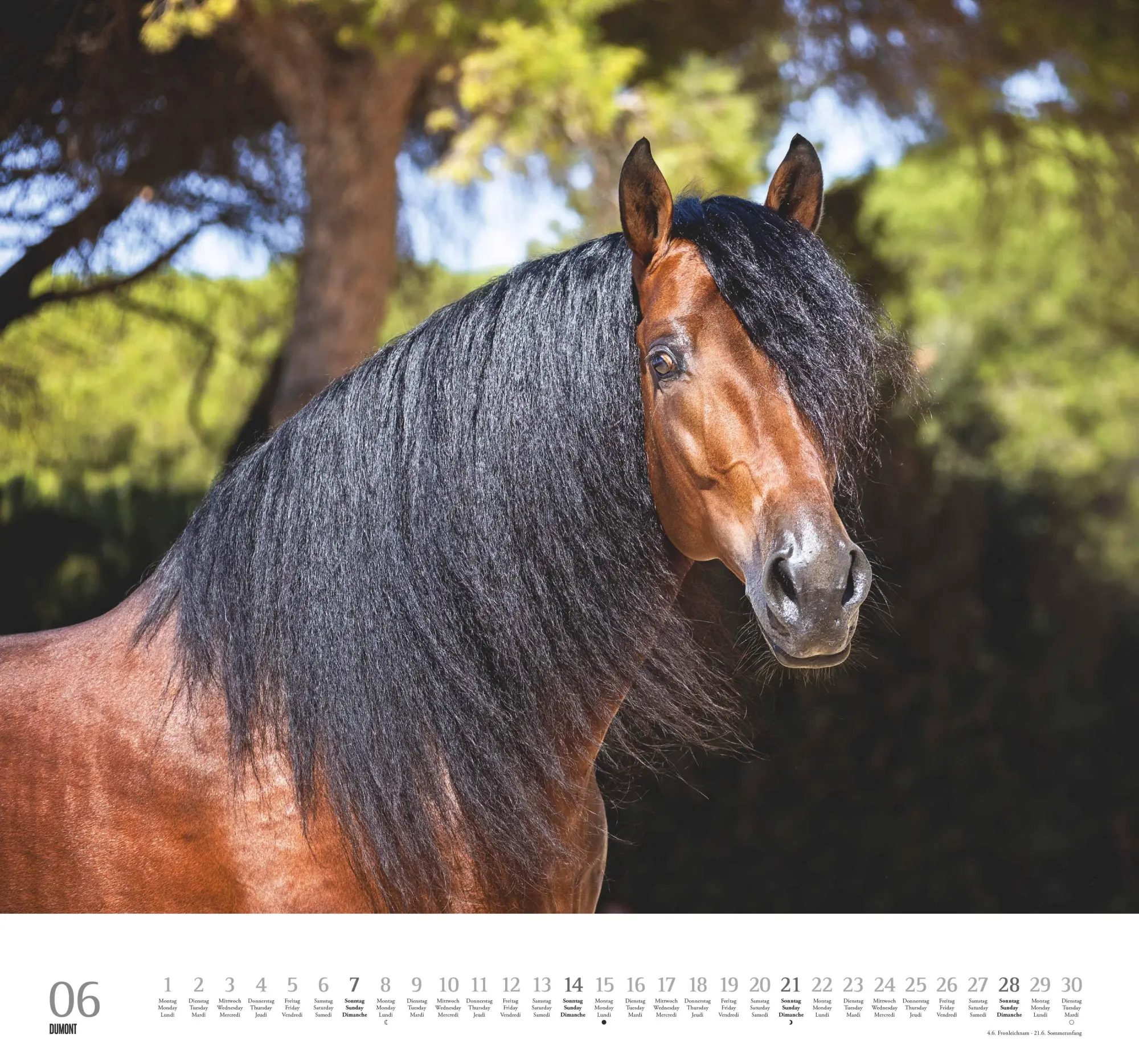 Bild: 4069095006133 | Geliebte Pferde 2026 - DUMONT-Wandkalender - Pferdefotografie von...