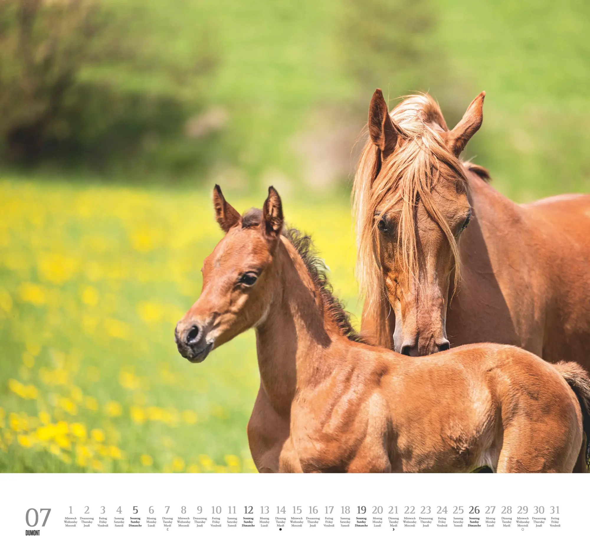 Bild: 4069095006133 | Geliebte Pferde 2026 - DUMONT-Wandkalender - Pferdefotografie von...